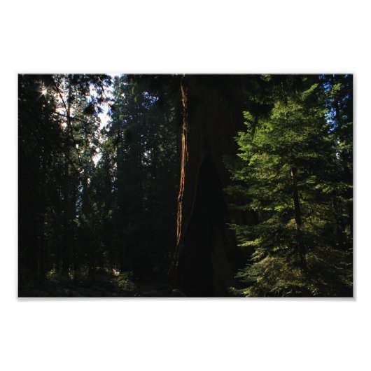 Nationaal Park Kings Canyon Foto Afdruk (Voorkant)