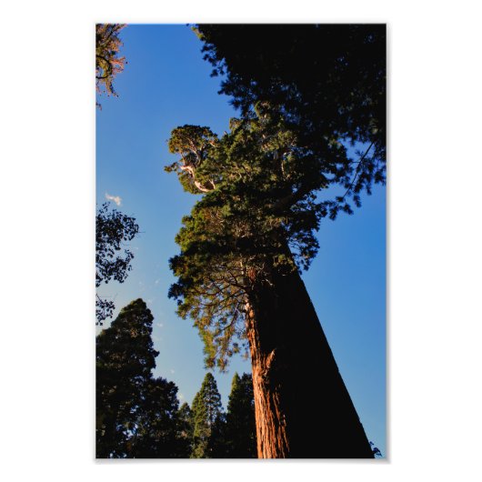 Nationaal Park Kings Canyon Foto Afdruk (Voorkant)