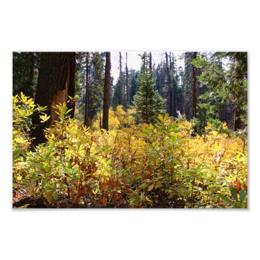 Nationaal Park Kings Canyon Foto Afdruk (Voorkant)