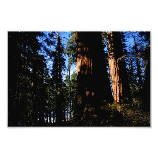 Nationaal Park Kings Canyon Foto Afdruk (Voorkant)