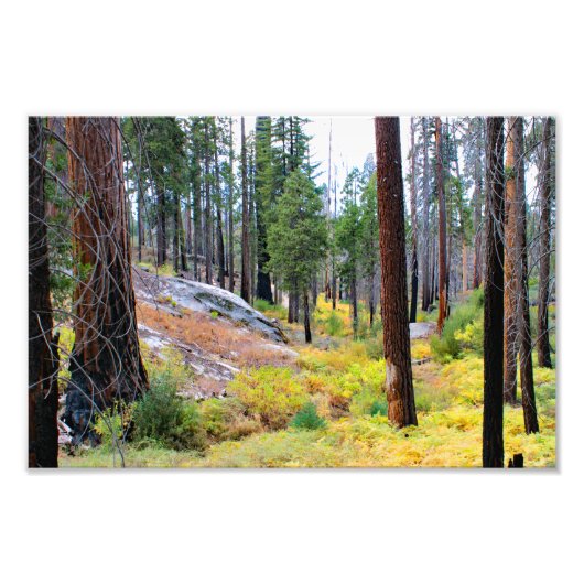 Nationaal Park Kings Canyon Foto Afdruk (Voorkant)