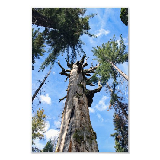 Nationaal Park Kings Canyon Foto Afdruk (Voorkant)