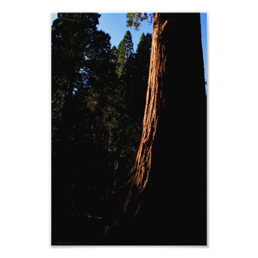 Nationaal Park Kings Canyon Foto Afdruk (Voorkant)