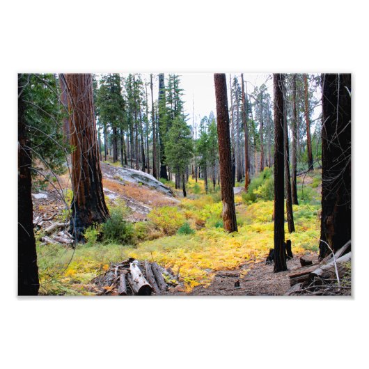 Nationaal Park Kings Canyon Foto Afdruk (Voorkant)