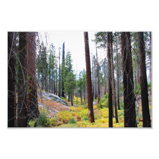 Nationaal Park Kings Canyon Foto Afdruk (Voorkant)