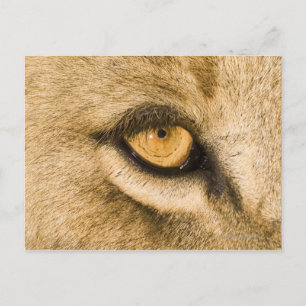 Nationaal park Kruger, provincie Limpopo Briefkaart