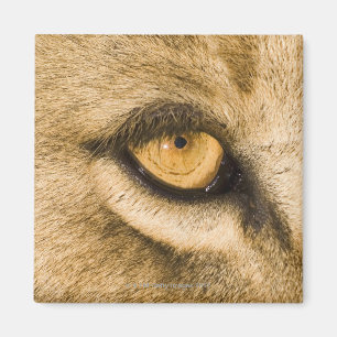 Nationaal park Kruger, provincie Limpopo Magneet