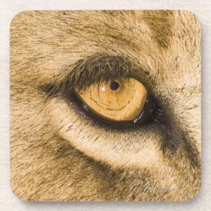 Nationaal park Kruger, provincie Limpopo Onderzetter