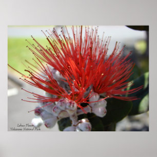 Nationaal park Lehua FlowerVolcano Poster
