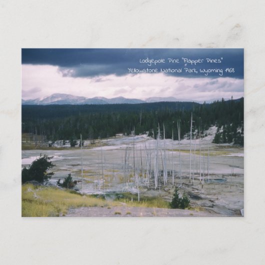 Nationaal park Lodgepole Pine Yellowstone 1968 Briefkaart (Voorkant)