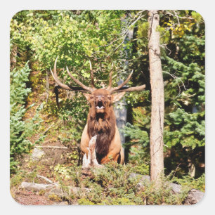 Nationaal park Male Elk in Rocky Mountain Vierkante Sticker