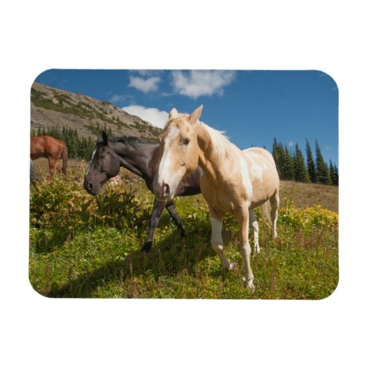 Nationaal park North Cascades Magneet (Horizontaal)