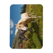 Nationaal park North Cascades Magneet (Verticaal)