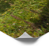 Nationaal park North Cascades Poster (Hoek)