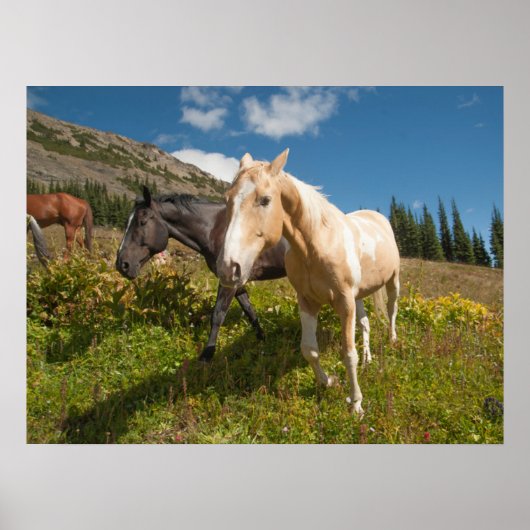 Nationaal park North Cascades Poster (Voorkant)