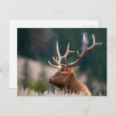 Nationaal Park Rocky Mountain Elk Yellowstone Briefkaart (Voorkant / Achterkant)