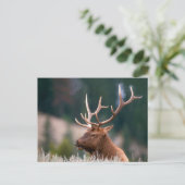 Nationaal Park Rocky Mountain Elk Yellowstone Briefkaart (Staand voorkant)