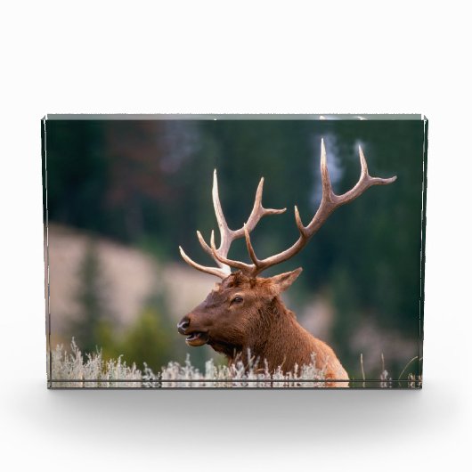 Nationaal Park Rocky Mountain Elk Yellowstone Fotoblokken (Voorkant)
