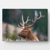 Nationaal Park Rocky Mountain Elk Yellowstone Fotoplaat (voorkant)