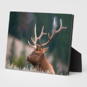 Nationaal Park Rocky Mountain Elk Yellowstone Fotoplaat (Zijkant)