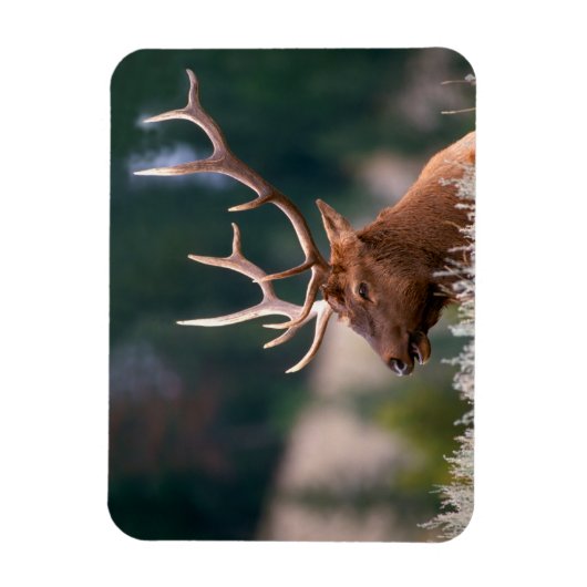 Nationaal Park Rocky Mountain Elk Yellowstone Magneet (Verticaal)