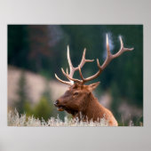 Nationaal Park Rocky Mountain Elk Yellowstone Poster (Voorkant)