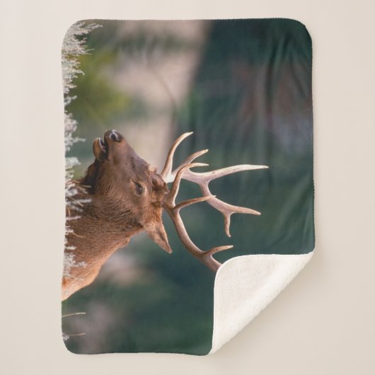 Nationaal Park Rocky Mountain Elk Yellowstone Sherpa Deken (Voorkant)