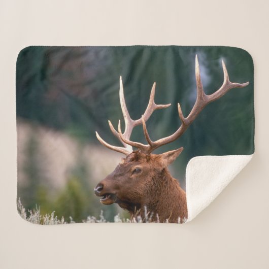 Nationaal Park Rocky Mountain Elk Yellowstone Sherpa Deken (Voorkant (horizontaal))