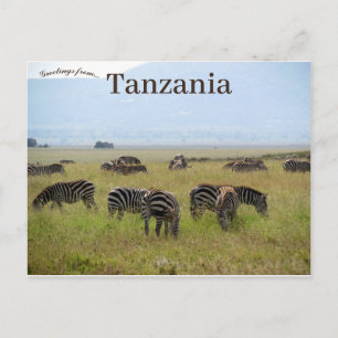 Nationaal park Safari Tanzania Zebras Serengeti Briefkaart