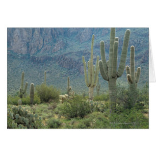 Nationaal Park Saguaro, Arizona