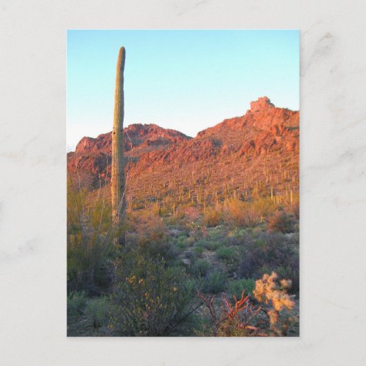 nationaal park saguaro briefkaart (Voorkant)