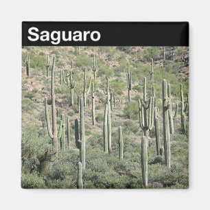 Nationaal park Saguaro Magneet