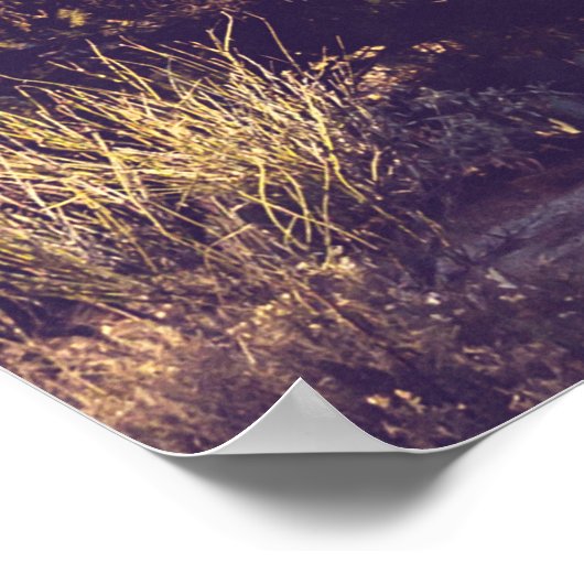 Nationaal park Saguaro, schilderachtig gebied. Poster (Hoek)