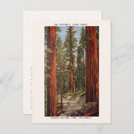 Nationaal park  Sentinels Trees Sequoia Briefkaart (Voorkant / Achterkant)