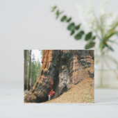 Nationaal park Sequoia Briefkaart (Staand voorkant)