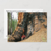 Nationaal park Sequoia Briefkaart (Voorkant / Achterkant)