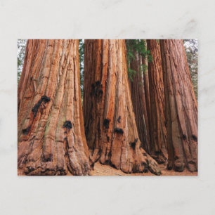 Nationaal park Sequoia Briefkaart