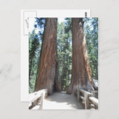 Nationaal park Sequoia Briefkaart (Voorkant / Achterkant)