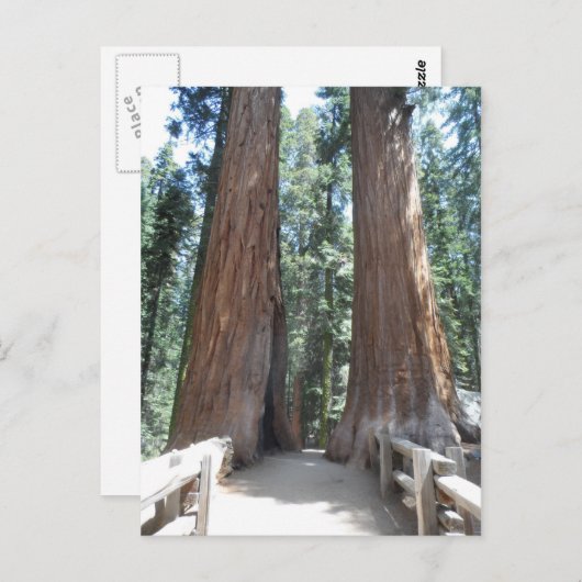 Nationaal park Sequoia Briefkaart (Voorkant / Achterkant)