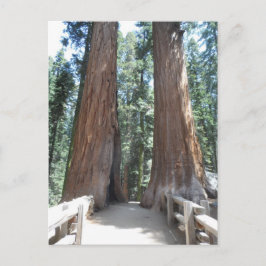 Nationaal park Sequoia Briefkaart