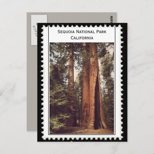 Nationaal Park Sequoia Briefkaart (Voorkant / Achterkant)