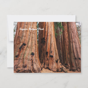 Nationaal park Sequoia Briefkaart
