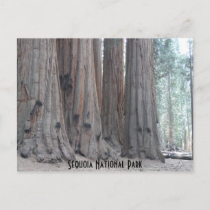 Nationaal park Sequoia Briefkaart