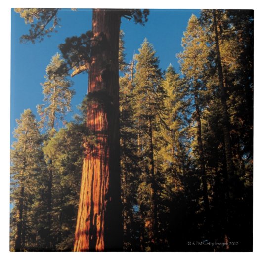 Nationaal Park Sequoia, Californië 2 Tegeltje (Voorkant)