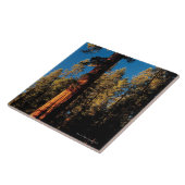 Nationaal Park Sequoia, Californië 2 Tegeltje (Zijkant)