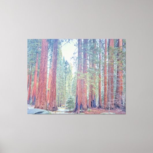 Nationaal park Sequoia Canvas Afdruk (Voorkant)