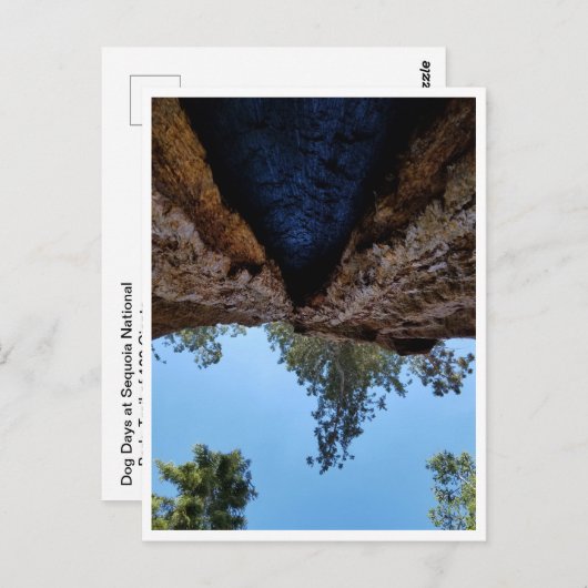 Nationaal park Sequoia: Dog Days Briefkaart (Voorkant / Achterkant)