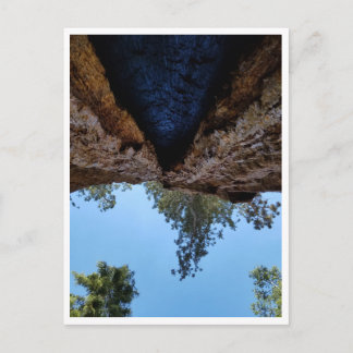 Nationaal park Sequoia: Dog Days Briefkaart