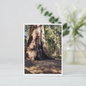 Nationaal park Sequoia: Dog Days Briefkaart (Staand voorkant)