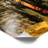 Nationaal park Sequoia Foto Afdruk (Hoek)